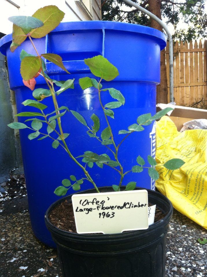  photo OrfeoApril25_zps4467e1fc.jpg